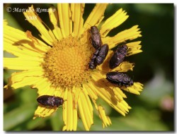 Insetti dalla Croazia: Indice fotografico